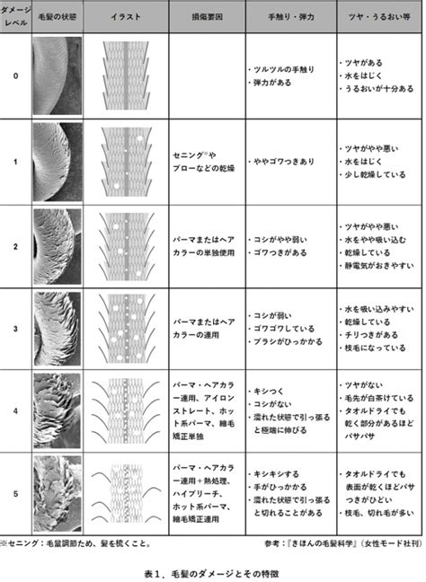 毛髪の熱ダメージとその指標について 